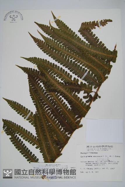 截葉金星蕨藏品圖，第1張