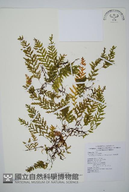 熱帶瓶蕨藏品圖，第1張