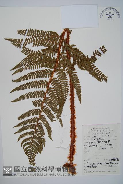 觀光鱗毛蕨藏品圖，第1張