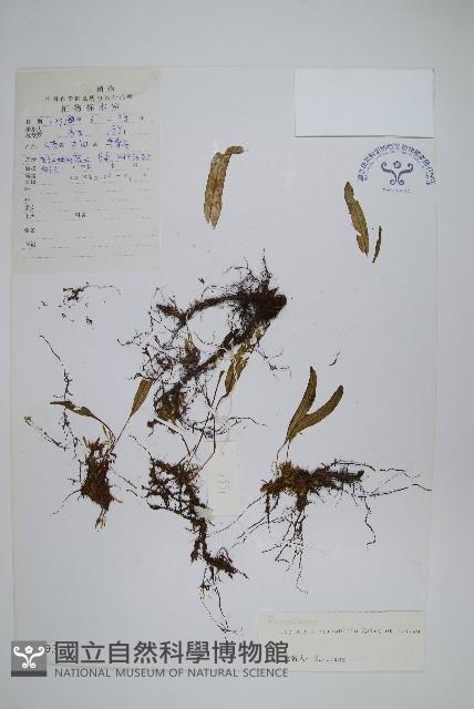 多變瓦葦藏品圖，第1張