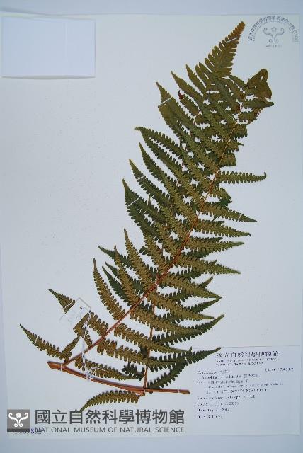 韓氏桫欏藏品圖，第1張