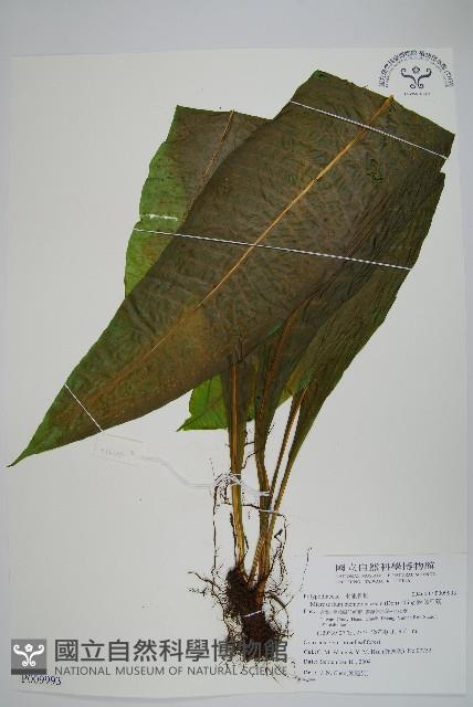 膜葉星蕨藏品圖，第1張