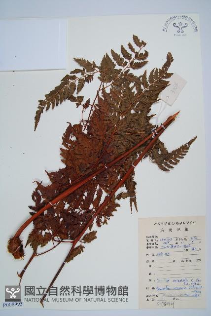 大葉骨碎補藏品圖，第1張