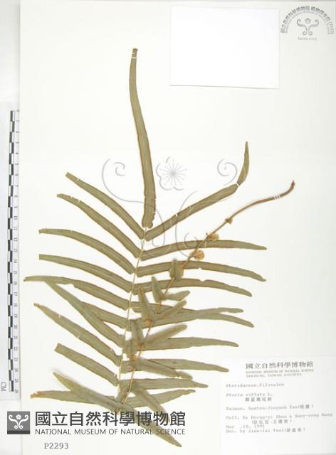 鱗蓋鳳尾蕨藏品圖，第1張