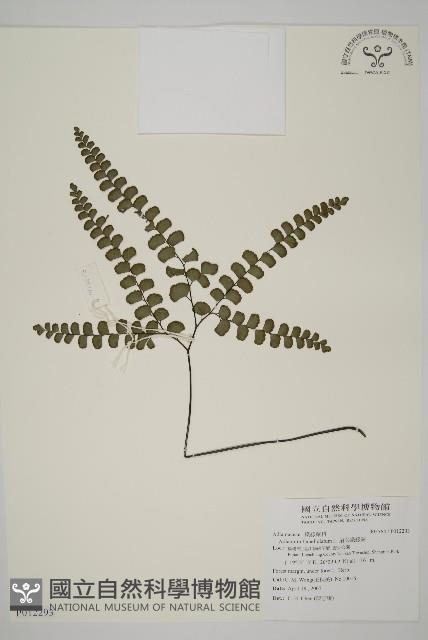 扇葉鐵線蕨藏品圖，第1張