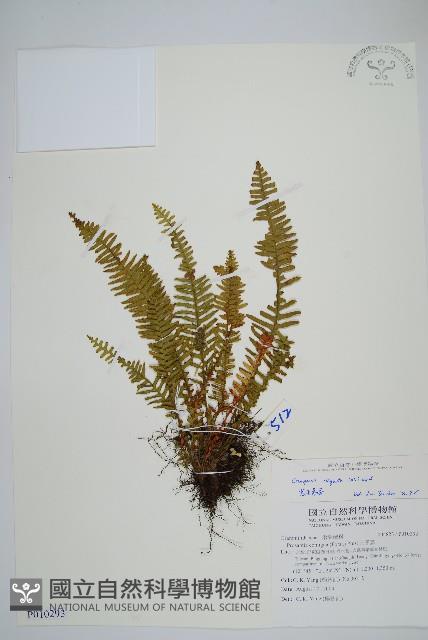 密毛蒿蕨藏品圖，第1張