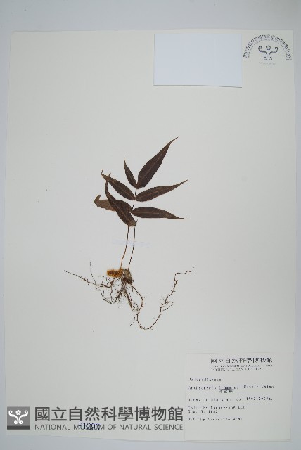 肢節蕨藏品圖，第1張