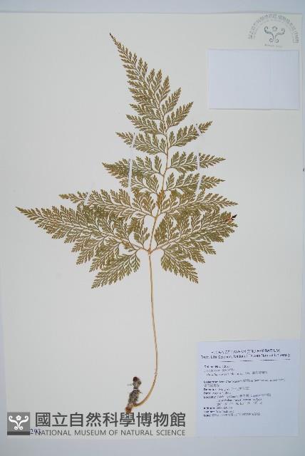 海州骨碎補藏品圖，第1張