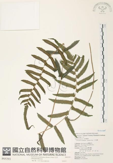 毛蕨藏品圖，第1張