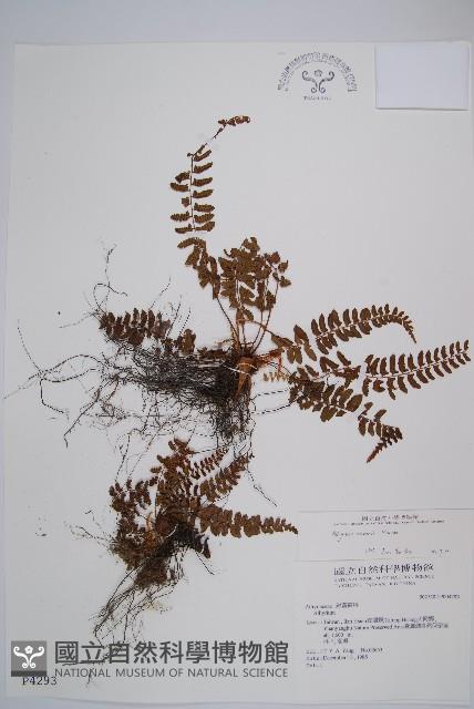 紅苞蹄蓋蕨藏品圖，第1張