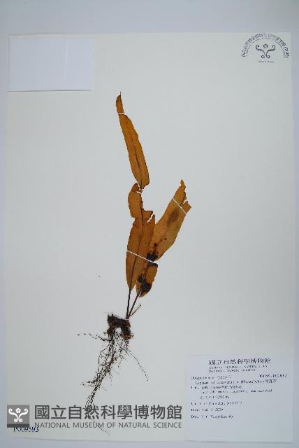 粵瓦葦藏品圖，第1張