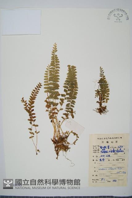 陵齒蕨、鱗始蕨藏品圖，第1張