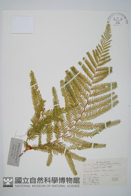 光裏白藏品圖，第1張