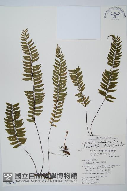 單邊鐵角蕨藏品圖，第1張