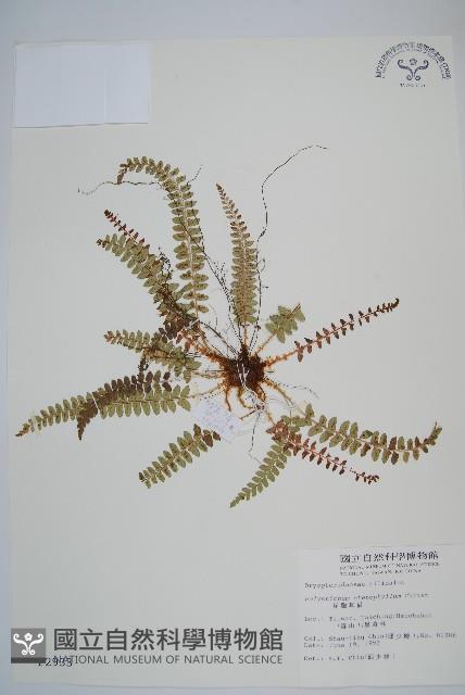 芽胞耳蕨、芽孢耳蕨藏品圖，第1張