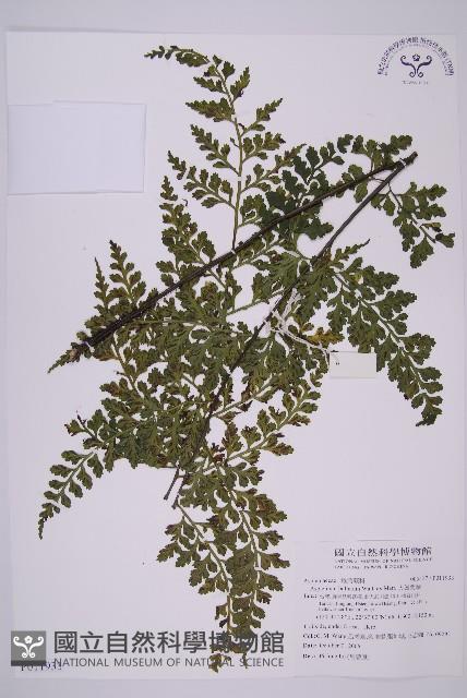 大鐵角蕨藏品圖，第1張