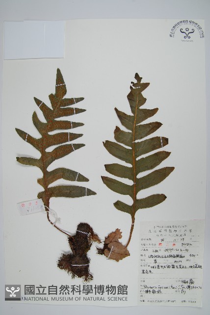 槲蕨藏品圖，第1張