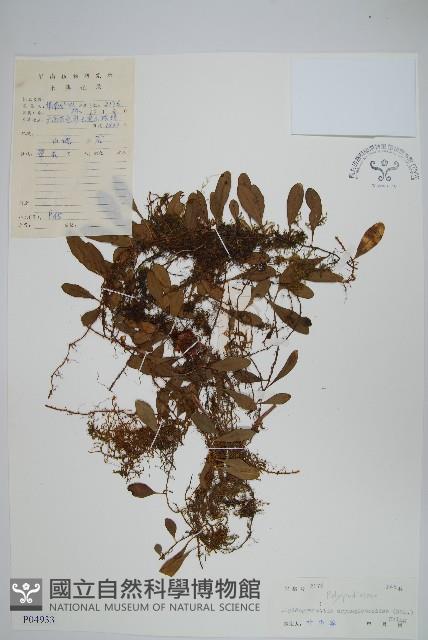 抱石蓮藏品圖，第1張