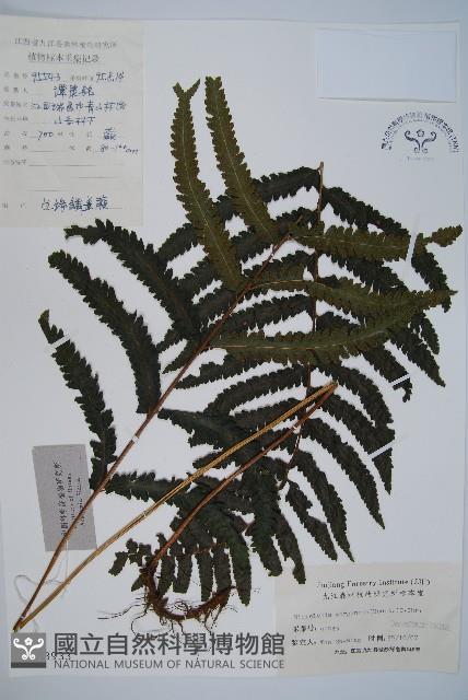 邊緣鱗蓋蕨藏品圖，第1張