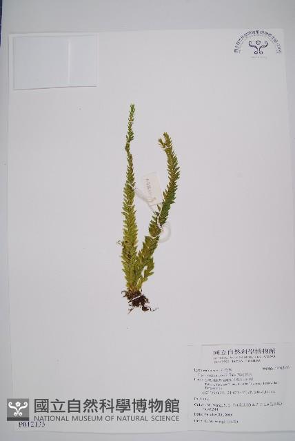 福氏石松藏品圖，第1張