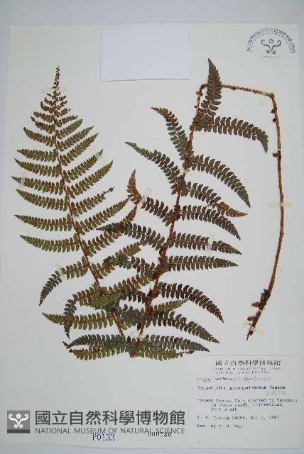 黑鱗耳蕨藏品圖，第1張