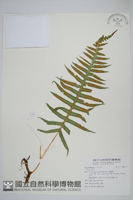 登錄號:P010133藏品圖，第1張