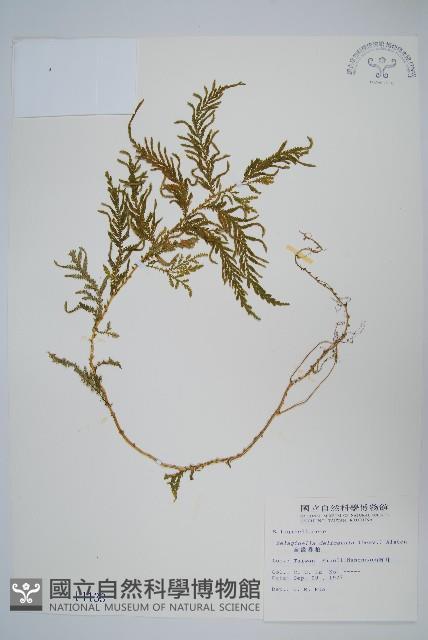 全緣卷柏藏品圖，第1張