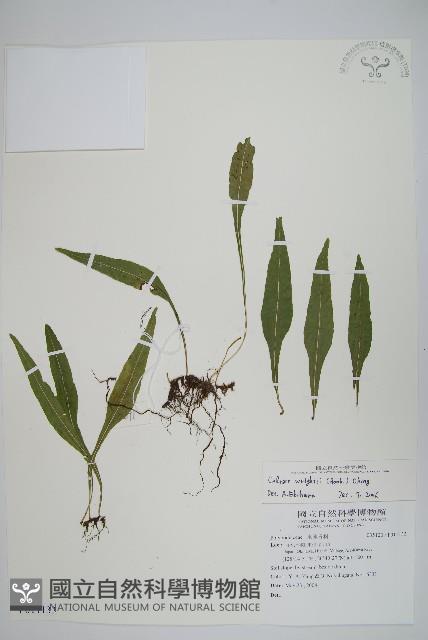 萊氏線蕨藏品圖，第1張