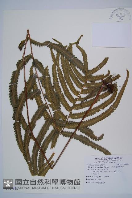 邊緣鱗蓋蕨藏品圖，第1張