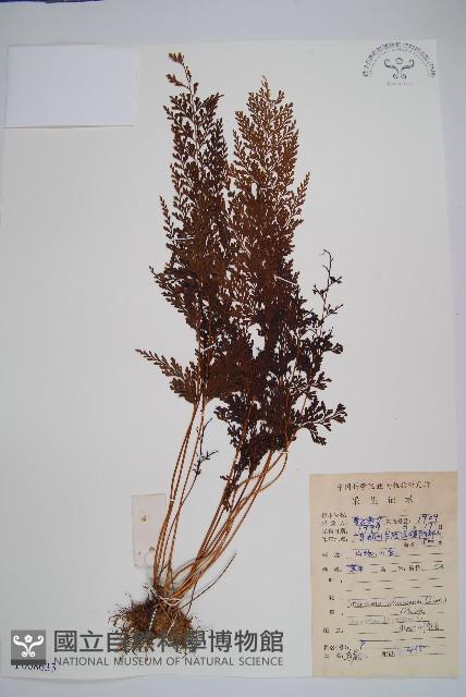 烏蕨藏品圖，第1張