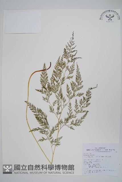 日本金粉蕨藏品圖，第1張