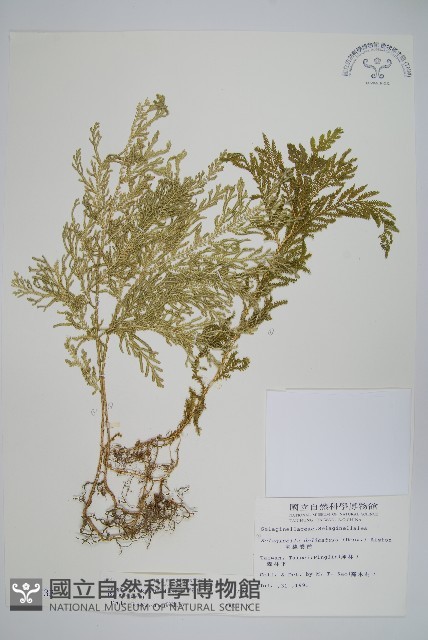 異葉卷柏藏品圖，第1張