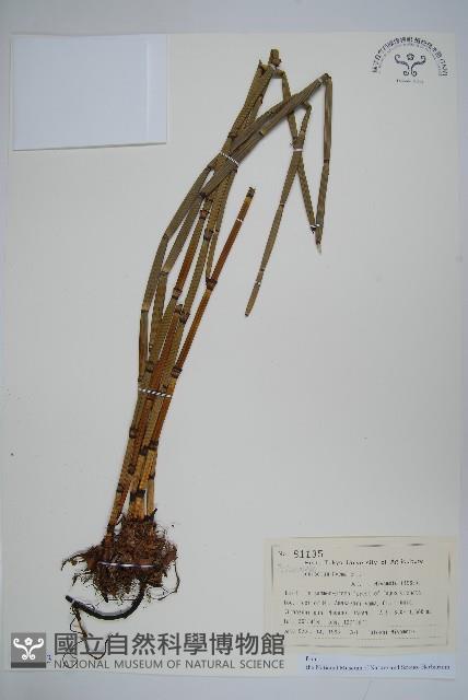 大木賊藏品圖，第1張