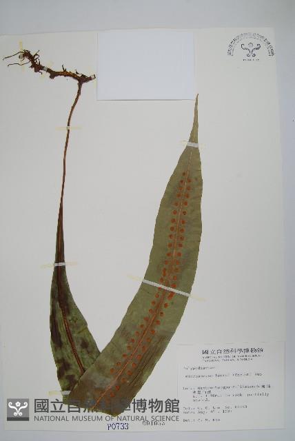 大星蕨藏品圖，第1張