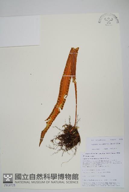 大瓦葦藏品圖，第1張