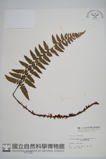 鋸葉耳蕨藏品圖，第1張