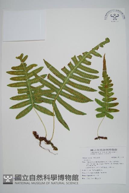 登錄號:P011733藏品圖，第1張