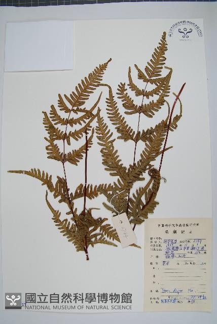 天草鳳尾蕨藏品圖，第1張