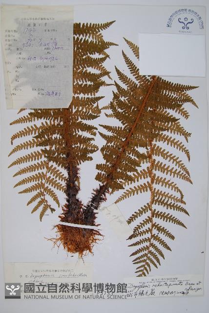 藏布鱗毛蕨藏品圖，第1張