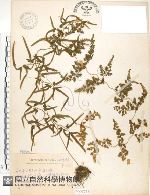 海金沙藏品圖，第1張