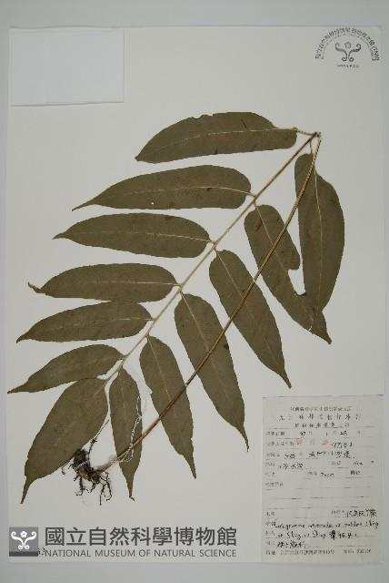 美羽鳳丫蕨藏品圖，第1張