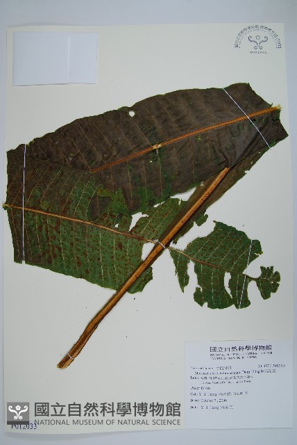 膜葉星蕨藏品圖，第1張