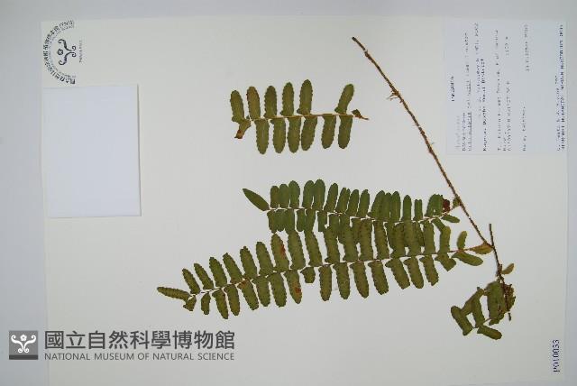 藤蕨藏品圖，第1張