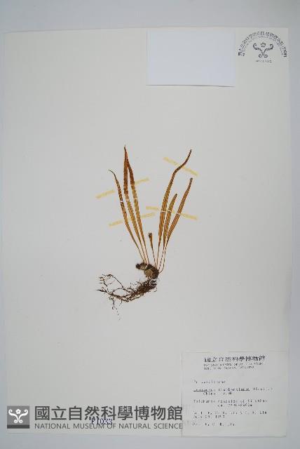 瓦葦藏品圖，第1張