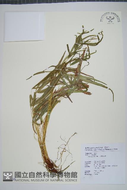 掌鳳尾蕨藏品圖，第1張