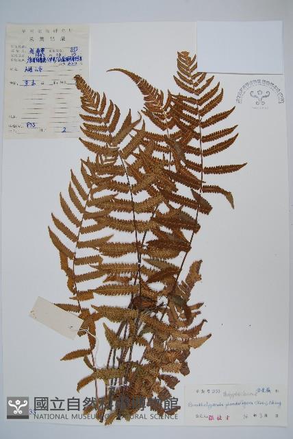 密腺副金星蕨藏品圖，第1張