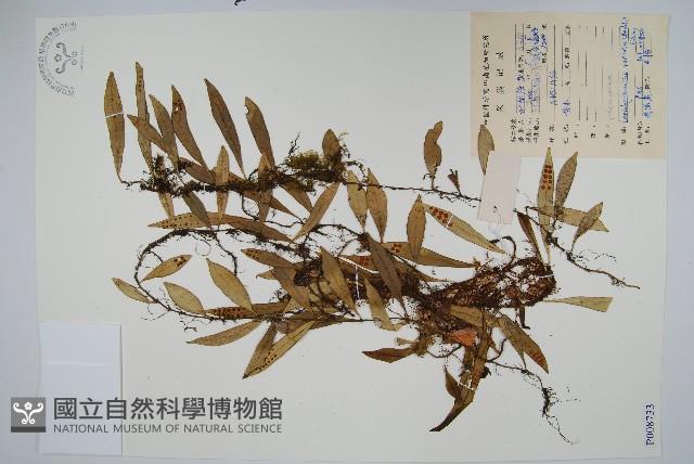 骨牌蕨藏品圖，第1張