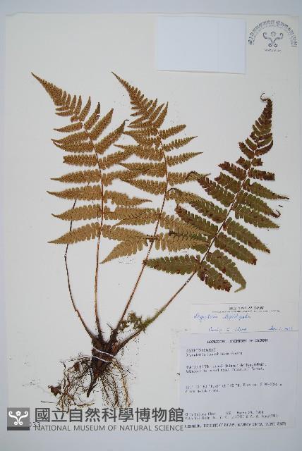厚葉鱗毛蕨藏品圖，第1張