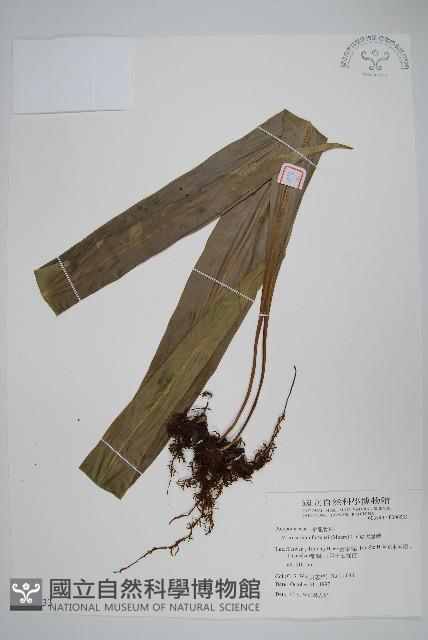 大星蕨藏品圖，第1張