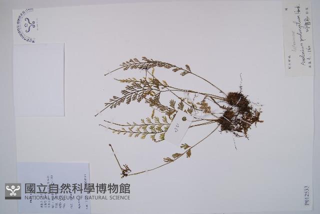 長生鐵角蕨藏品圖，第1張